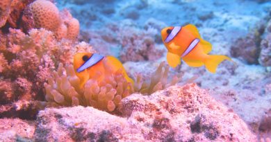 2019年Pantoneカラー・オブ・ザ・イヤーはリビング・コーラルLiving Coral! livingcoral Pantone's color of the year for 2019